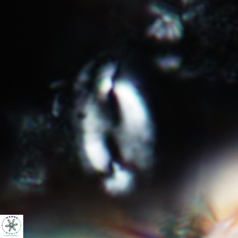 Helicosphaera consimilis 444