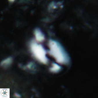 Helicosphaera consimilis 445