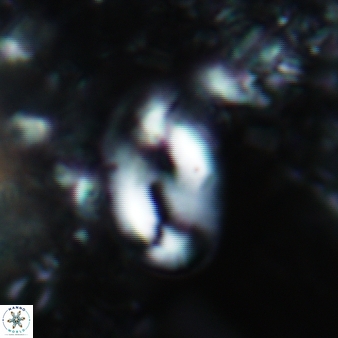 Helicosphaera consimilis 448