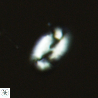 Helicosphaera consimilis VR 03953