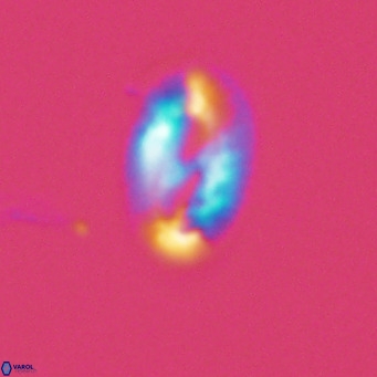 Helicosphaera consimilis VR 03955