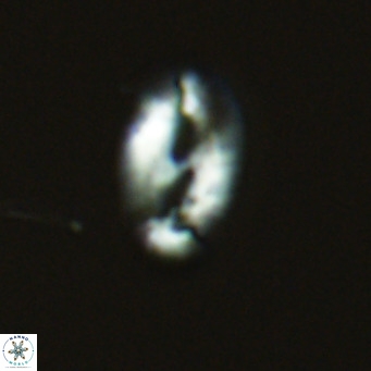 Helicosphaera consimilis VR 03956