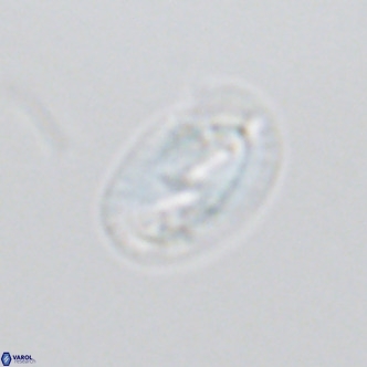 Helicosphaera consimilis VR 03961