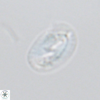 Helicosphaera consimilis VR 03961
