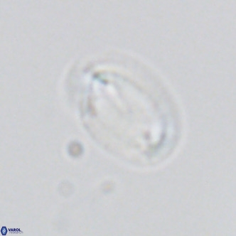 Helicosphaera consimilis VR 03963