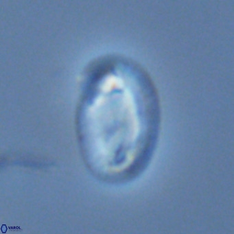 Helicosphaera consimilis VR 03965