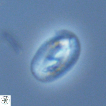 Helicosphaera consimilis VR 03966