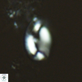 Helicosphaera consimilis VR 04542
