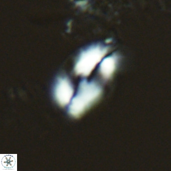 Helicosphaera consimilis VR 04543