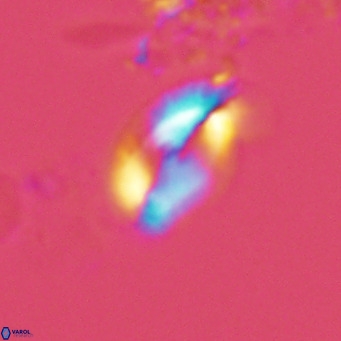 Helicosphaera consimilis VR 04544