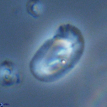 Helicosphaera consimilis VR 04539
