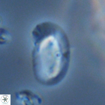 Helicosphaera consimilis VR 05402
