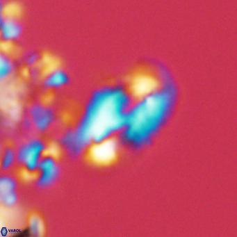 Helicosphaera consimilis VR 05874