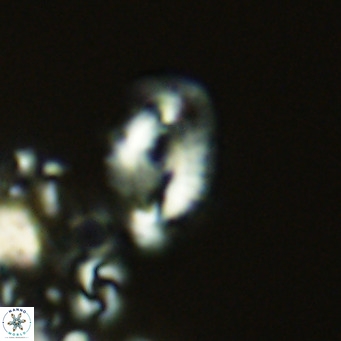Helicosphaera consimilis VR 05876