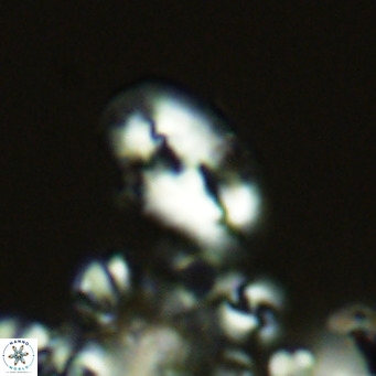 Helicosphaera consimilis VR 05877
