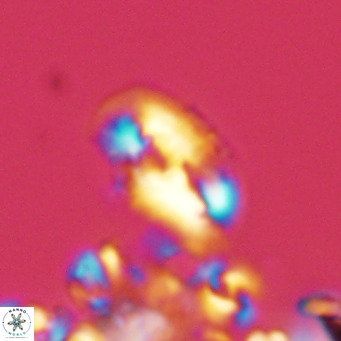 Helicosphaera consimilis VR 05878