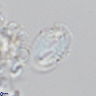 Helicosphaera consimilis VR 05884