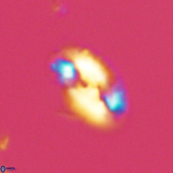 Helicosphaera consimilis VR 05377