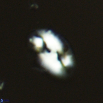 Helicosphaera consimilis VR 05378