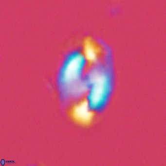 Helicosphaera consimilis VR 05380