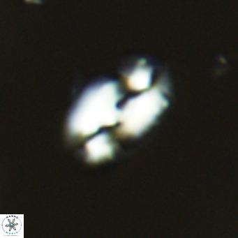 Helicosphaera consimilis VR 05382