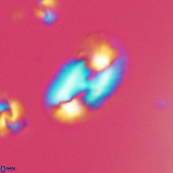 Helicosphaera consimilis VR 05392