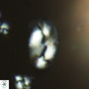 Helicosphaera consimilis VR 05394