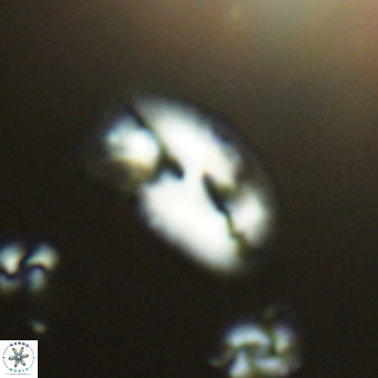 Helicosphaera consimilis VR 05395