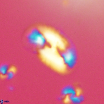 Helicosphaera consimilis VR 05397