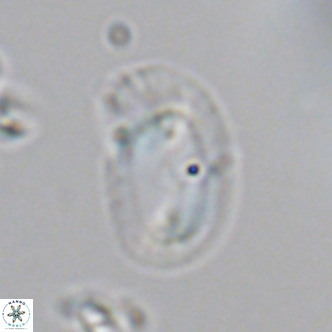 Helicosphaera consimilis VR 05399