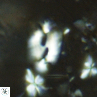 Helicosphaera consimilis VR 08309