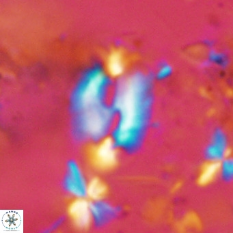 Helicosphaera consimilis VR 08310