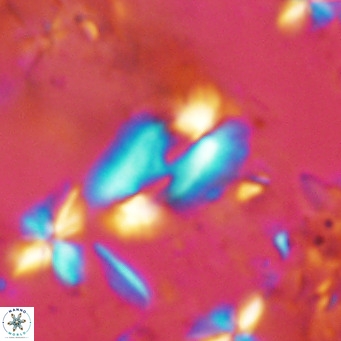 Helicosphaera consimilis VR 08311