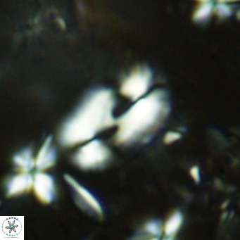 Helicosphaera consimilis VR 08312