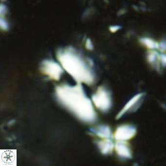 Helicosphaera consimilis VR 08313
