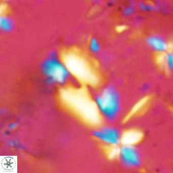 Helicosphaera consimilis VR 08314