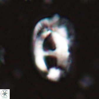 Helicosphaera crouchii 27618