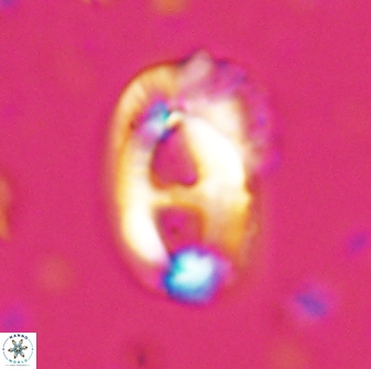 Helicosphaera crouchii 27619