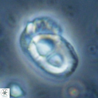 Helicosphaera crouchii 27627