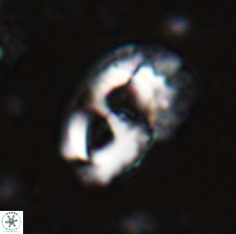 Helicosphaera crouchii 27622