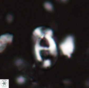 Helicosphaera crouchii 27641