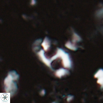 Helicosphaera crouchii 27642