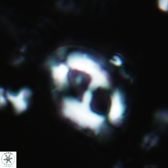 Helicosphaera crouchii 394