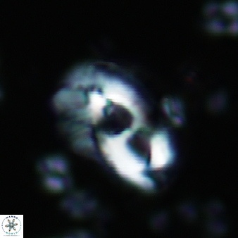 Helicosphaera crouchii 400
