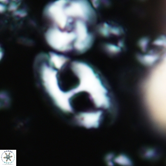 Helicosphaera crouchii 413