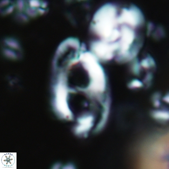 Helicosphaera crouchii 416