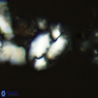 Helicosphaera dyoporous VR 05482