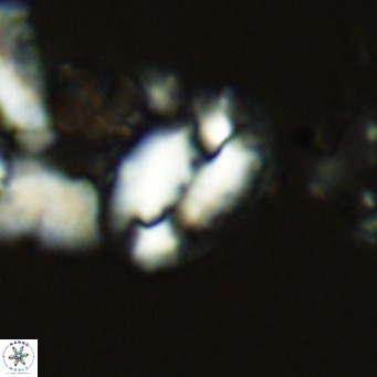 Helicosphaera dyoporous VR 05482