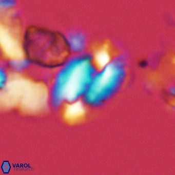 Helicosphaera dyoporous VR 05483