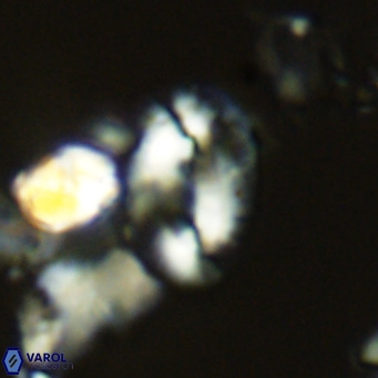 Helicosphaera dyoporous VR 05484